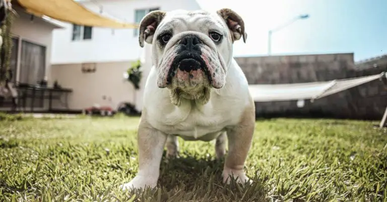 english bulldog price