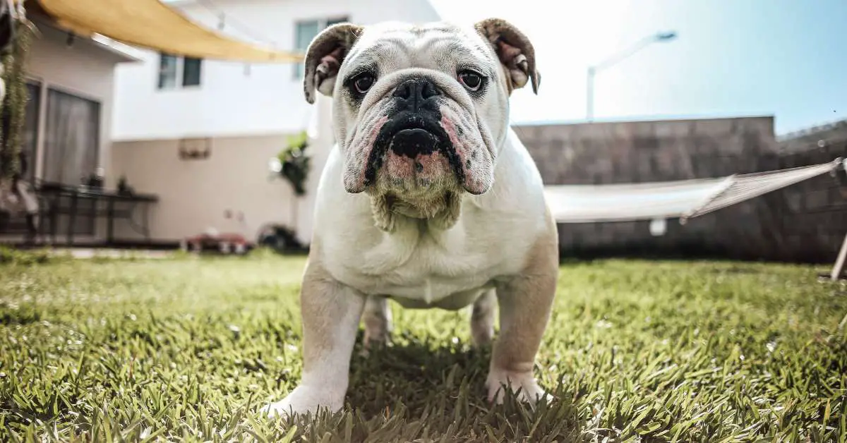 english bulldog price