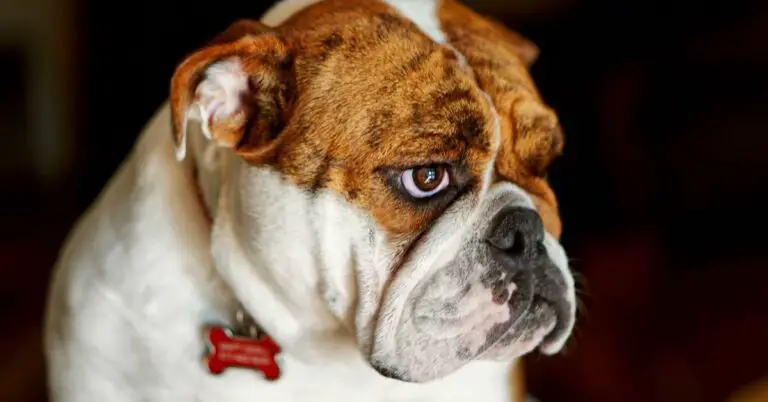 Unlocking the Secrets of English Bulldog Weight: Your Comprehensive Guide 
