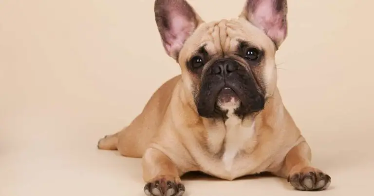 How Good Is The French Bulldog Temperament: A Deep Analysis