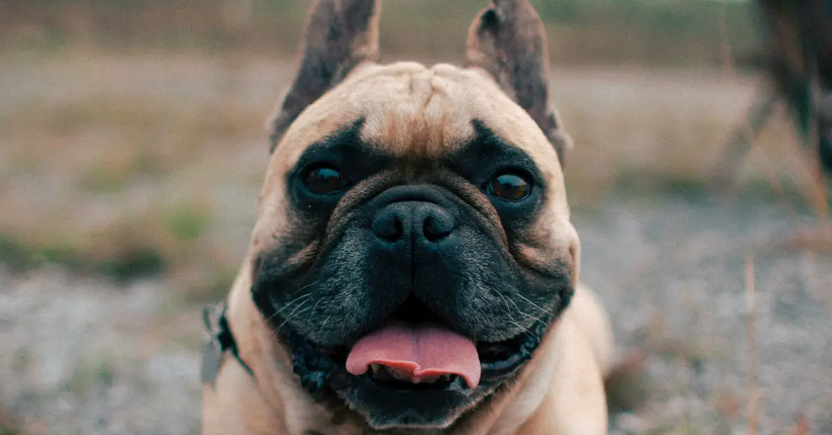 how-much-are-french-bulldogs