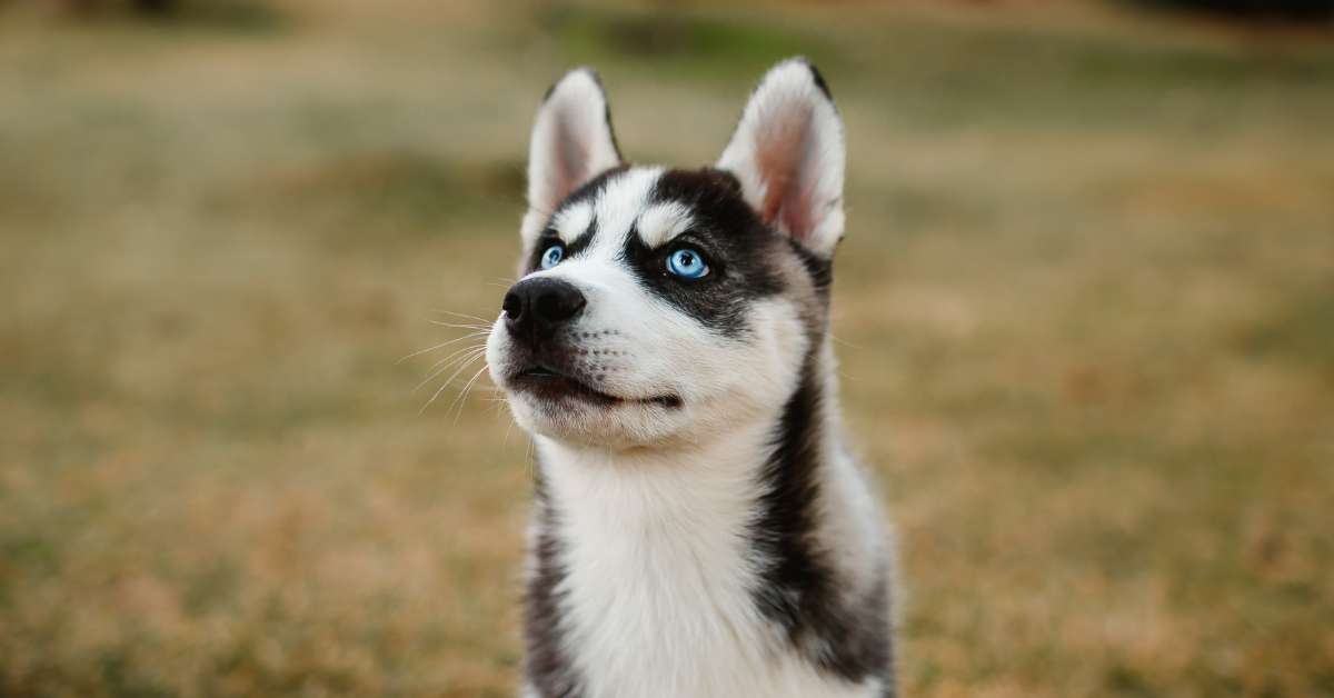 how to potty train a husky puppy