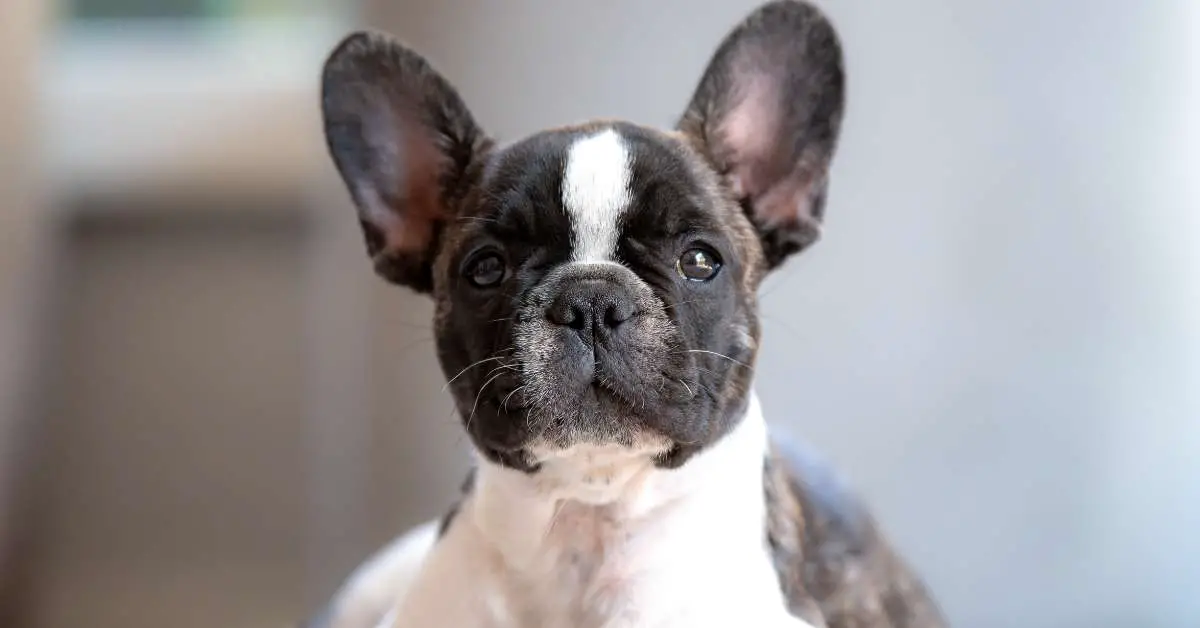 most expensive french bulldog