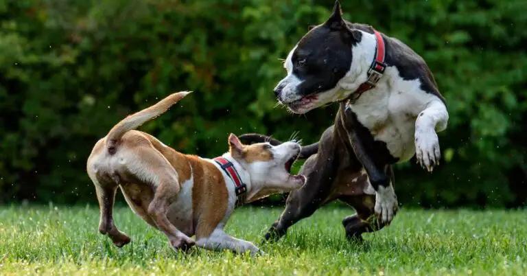 pit bull bite force