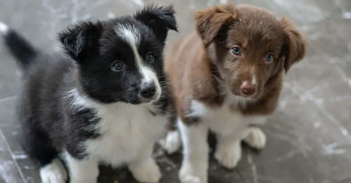 puppy-potty-training-schedule-by-age