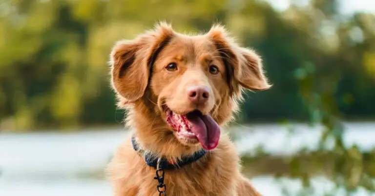 Turmeric for Dogs: Unlock the Amazing Health Benefits and Boost Your Furry Friend’s Well-being!