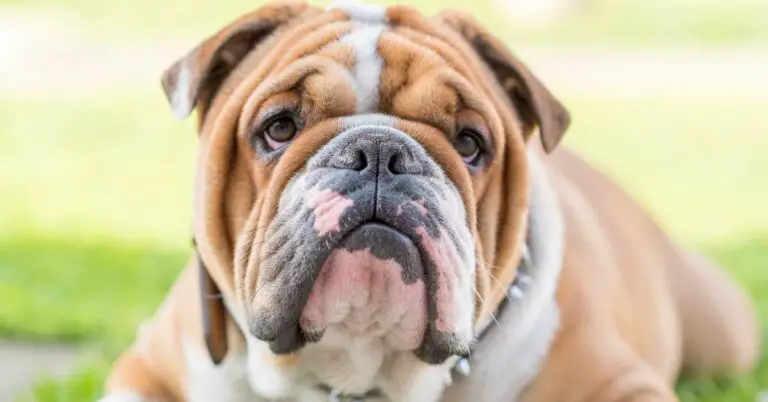 12 Unique Types of Bulldogs Along With Their Characteristics