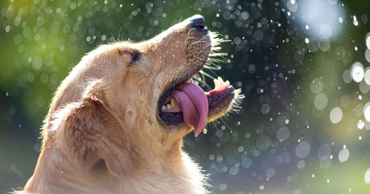 why is my dog drinking so much water