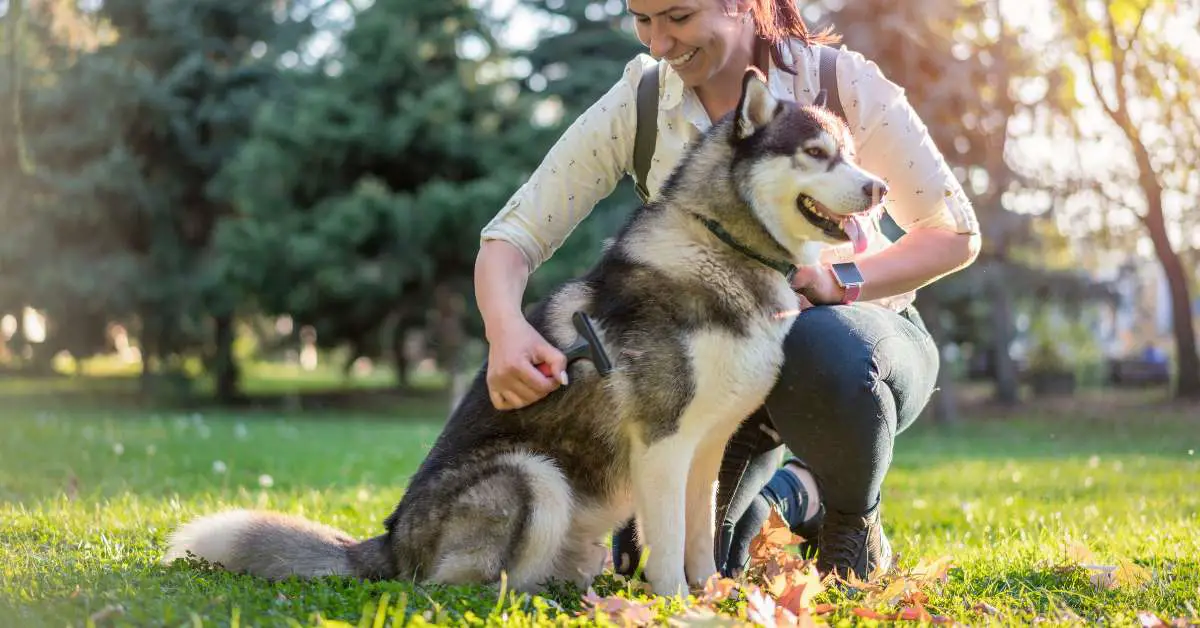 Husky Shedding