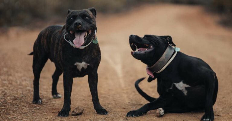 Unlocking the American Pit Bull Terrier Temperament: Everything You Need to Know!