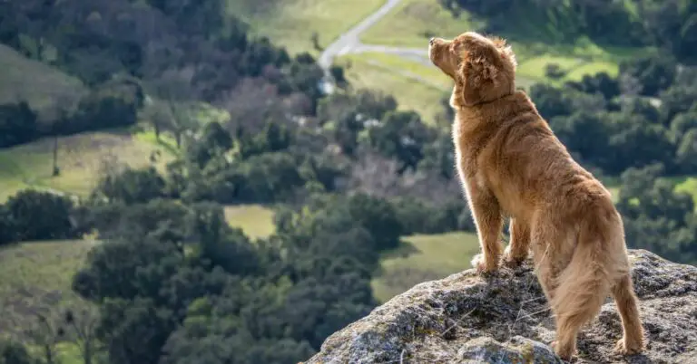The 10 Best Dog Backpacks of 2023: Top-Rated Carrier