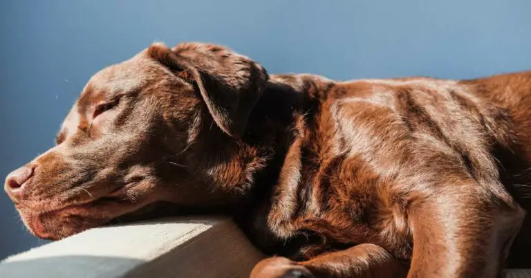 Best Dog Bed for Arthritis: Give Your Beloved Pet Comfort and Relief