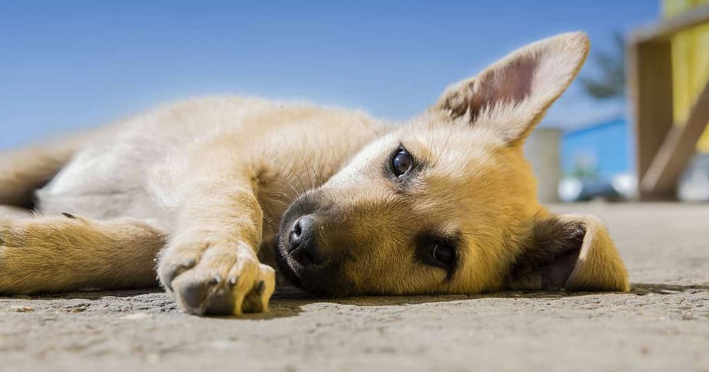 14 Best Enzyme Cleaner for Dog Urine Say Goodbye to Stubborn Stains
