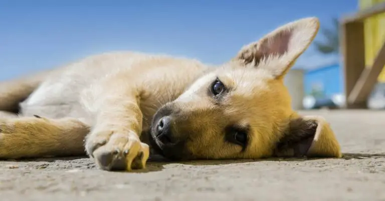 14 Best Enzyme Cleaner for Dog Urine: Say Goodbye to Stubborn Stains and Odors!