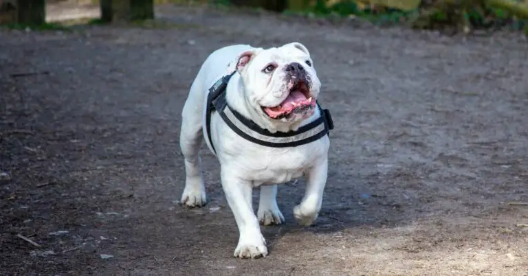 best food for english bulldog