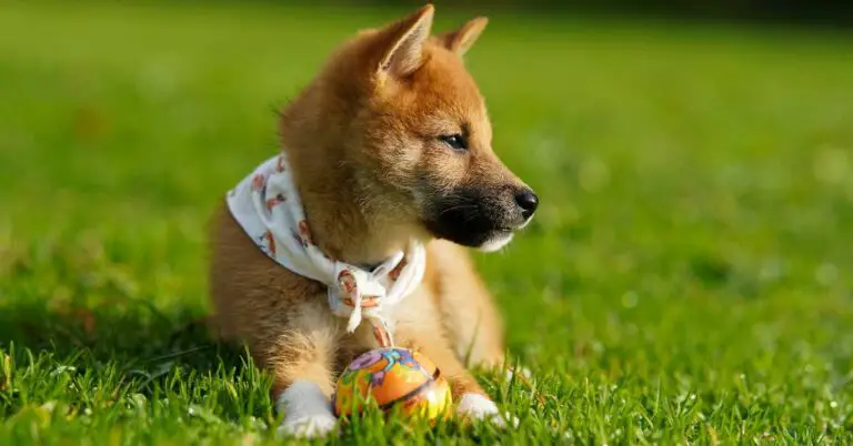 10 Best Plastic Dog Crates: Secure and Comfortable Solutions for Your Canine Companion!
