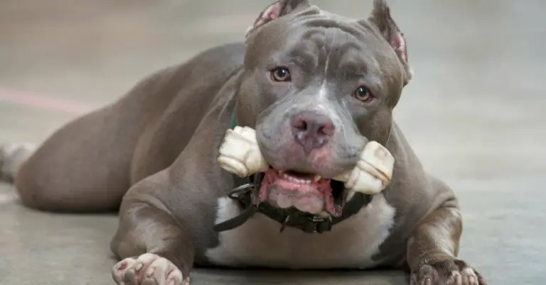 Can a Pitbull Be a Service Dog: The Answer Might Surprise You!