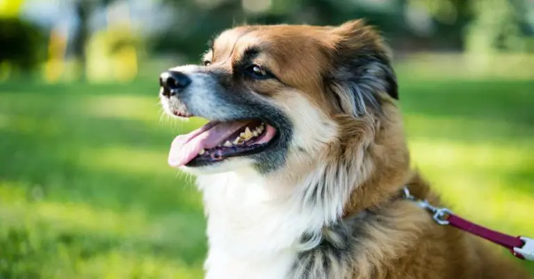 Dog Allergy Testing: Uncover the Hidden Triggers for a Happier and Healthier Canine Companion!