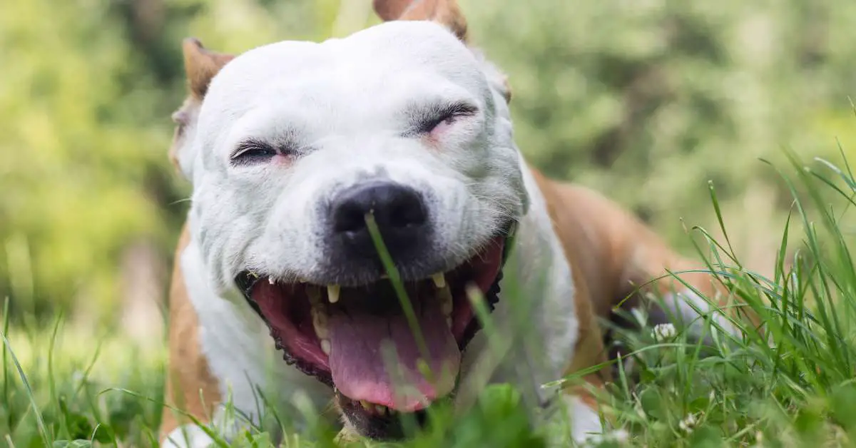 dog coughs after drinking water