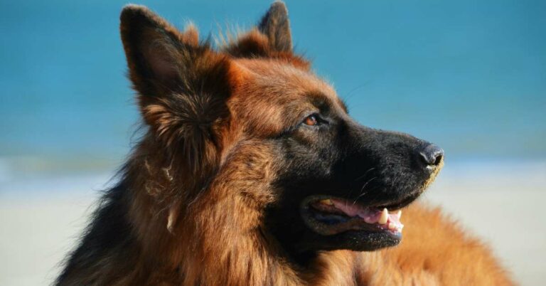 Top 10 Dog Food for Old Dogs: Unlock Vitality and Health with Our Tailored Nutrition Solutions
