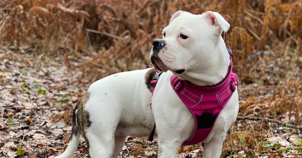 Dog Hives Pitbull Treatment Your Comprehensive Guide to Relieving and