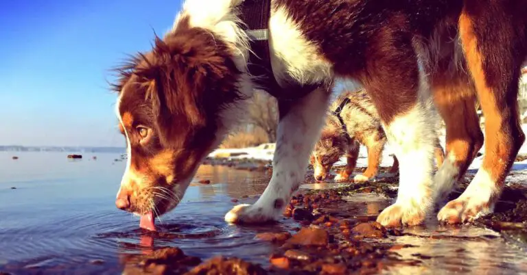 Dog Not Eating But Drinking Water – Discover the Truth and Unveiling the Mystery!