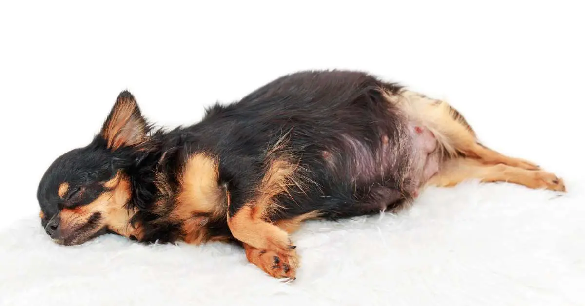 How Long is a Dog Pregnant? Uncover the Timeline!
