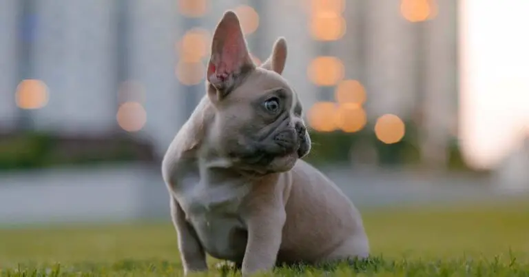 French Bulldog Cost Revealed: Your Definitive Guide to Understanding the Price!