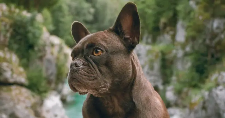 French Bulldog Names Made Easy: Browse our Trending Selection of Names for Your Beloved Frenchie