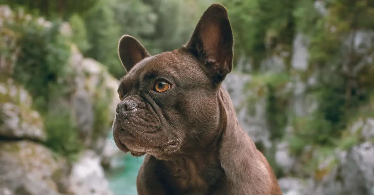 french bulldog names