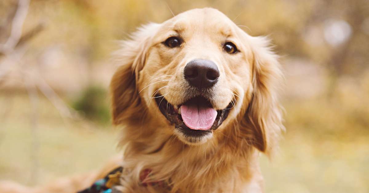 golden retriever colors