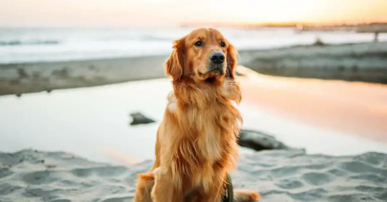 Golden Retriever Facts: Unveiling the Incredible Traits and Charms of this Beloved Breed!