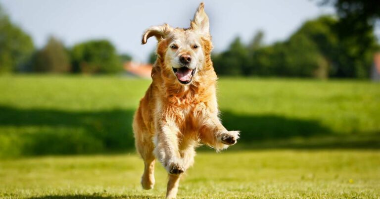 The Ultimate Guide to Golden Retriever Names