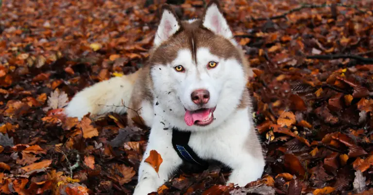 How Big Do Huskies Get? Uncover the Astonishing Size of These Dogs!