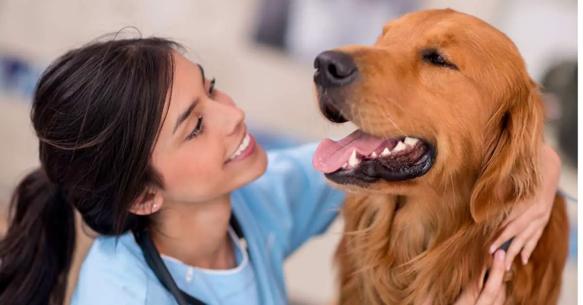 how do i know if my dog has a uti