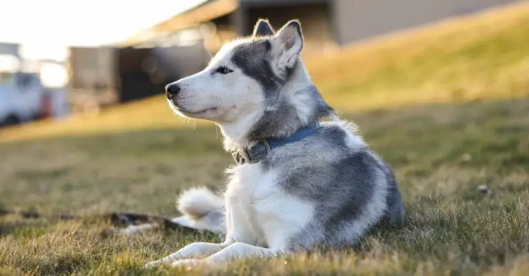 How Much Do Huskies Cost? Complete Guide to Husky Ownership (2023)