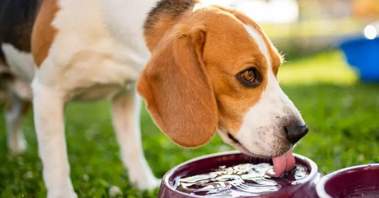 how much water should a dog drink