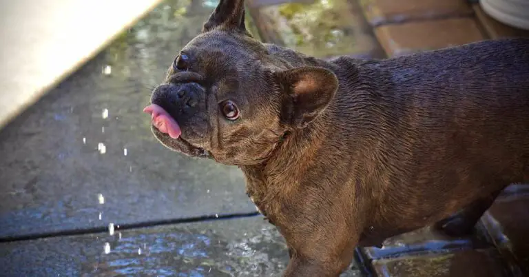 How to Stop My Dog From Throwing Up After Drinking Water? Techniques and Remedies for a Happy, Healthy Pup!