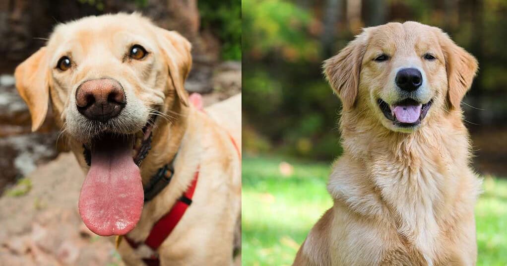 Labrador Retriever vs Golden Retriever Unveiling the Ultimate Canine