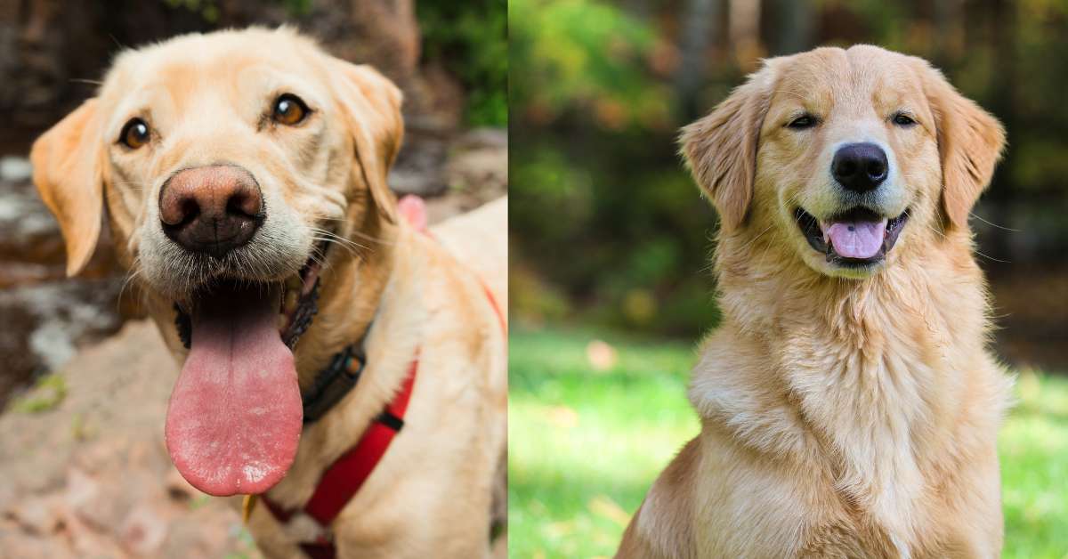 labrador retriever vs golden retriever