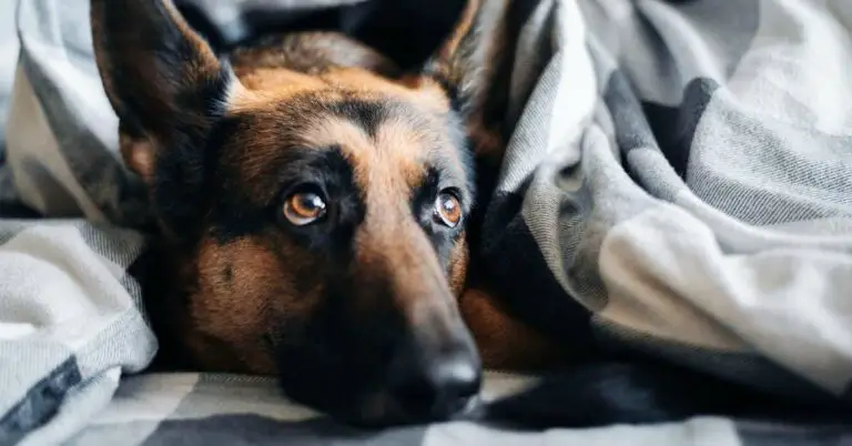 Melatonin for Dogs: A Natural Sleep Aid to Calm Your Canine Companion