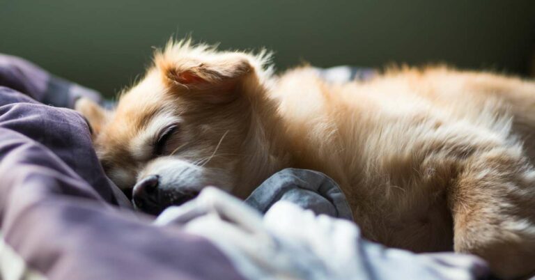 Melatonin for Dogs: Unveiling the Natural Solution for Better Sleep and Calmness in Your Furry Friend!