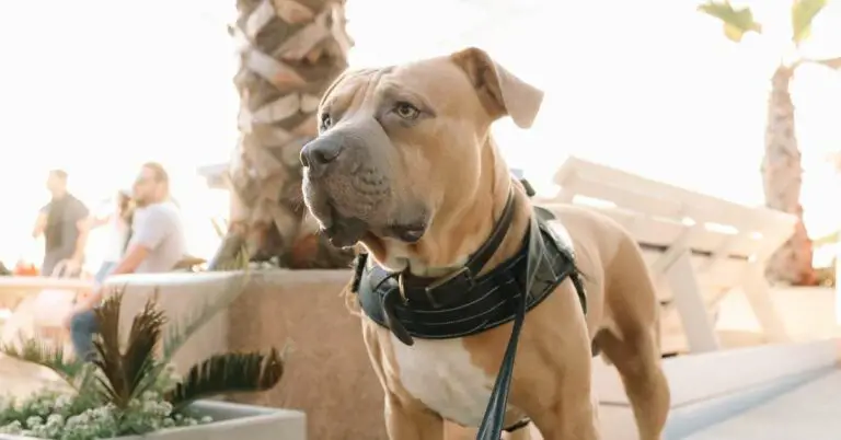 Pitbull Dog Price Guide: Uncover the True Value of Your Dream Companion!