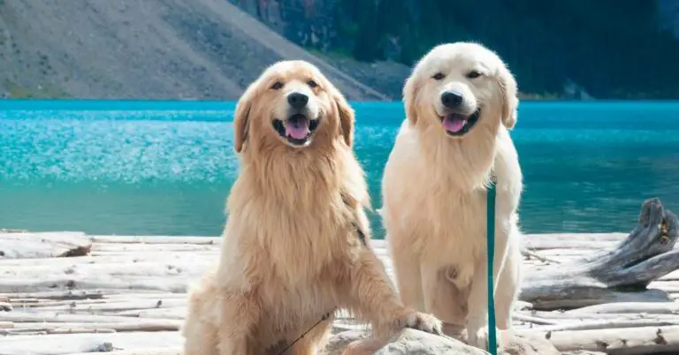 11 Retriever Dog Food: Unleash Optimal Nutrition for Your Loyal Companion