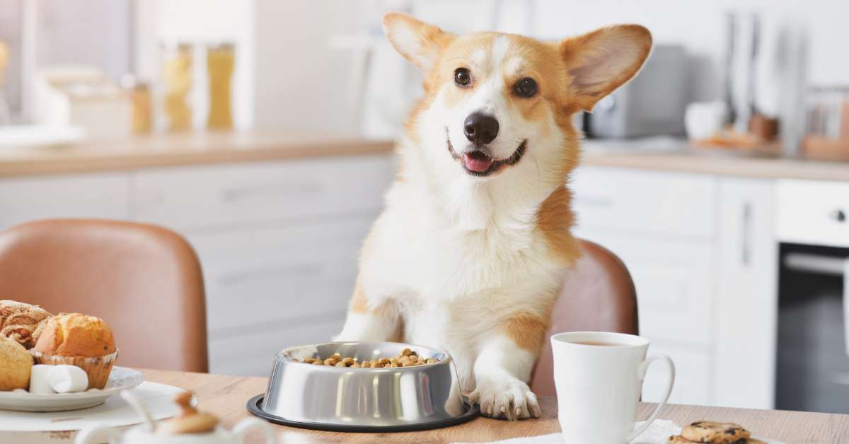 Best Limited Ingredient Dog Food