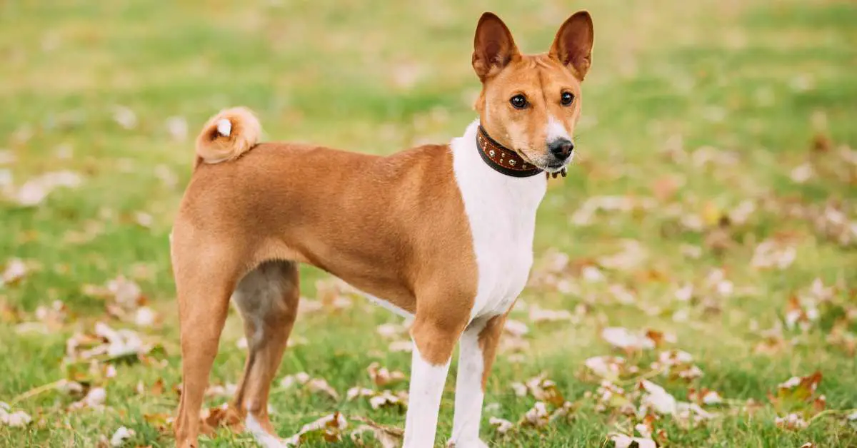Can you give dogs ibuprofen best sale or tylenol for pain