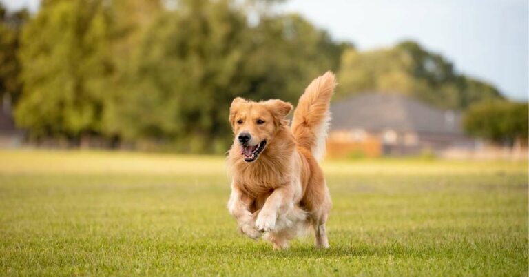 Golden Retriever Personality: Explore the Charismatic Traits