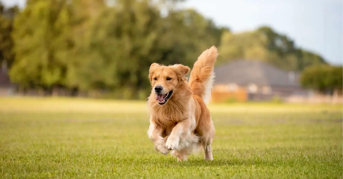 Golden Retriever Personality