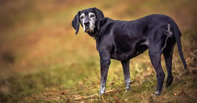 Old Dog Back Legs Collapsing: Causes, Treatment, and Care Tips