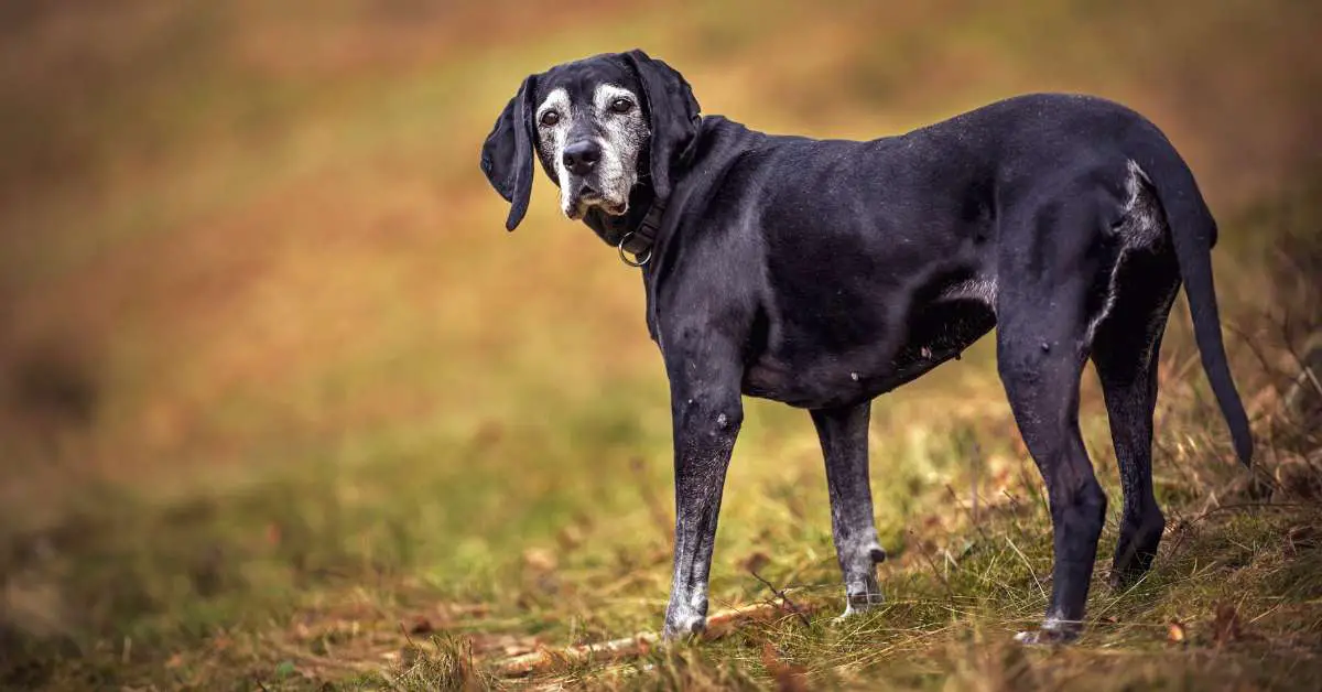 Old Dog Back Legs Collapsing